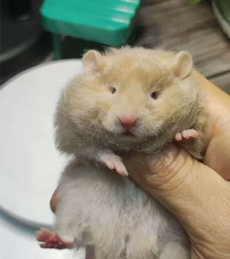 满背卷毛肉桂波利弟弟，标价全款 标价为自提...