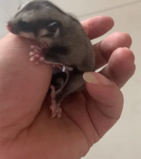 蜜袋鼯 家养普色弟弟妹妹各一只  家里自己...