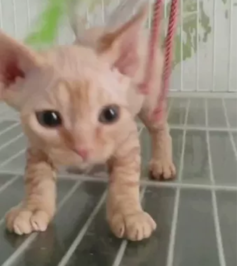 红虎斑德文卷毛猫弟弟，两个月 [1]为什么...