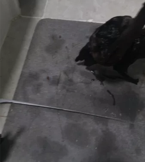 紫柚木飘枝 尺寸50长高20 不黄水，自己...