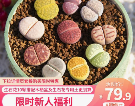 官方台新人福利生石花新手套专属福利多肉植物...