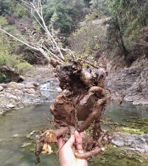 水杨梅小抱石飘枝 开花结果不议价 偏远地区...