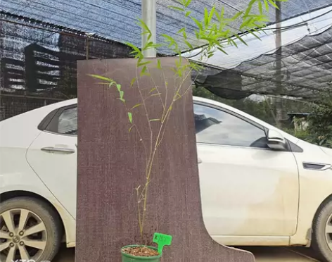 (卖品)竹中精品~高飘劳斯莱斯级别-内门竹...