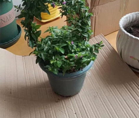 转手满天星花篮绿植 花篮满天星原盆无底碟2...