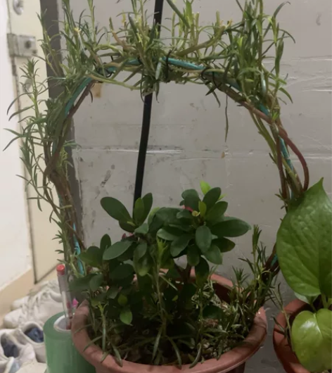 花篮 感兴趣的话点“我想要”和我私聊吧～￥...