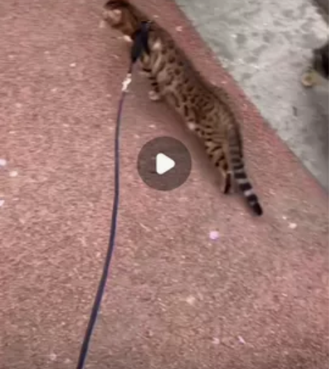 养不起了,7只豹猫打包出售,一共3500,...