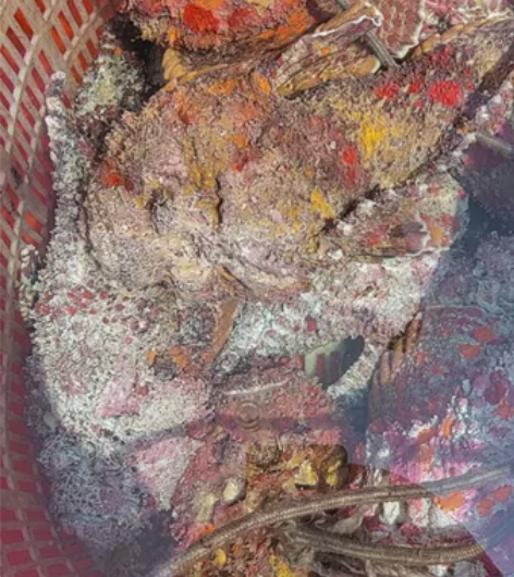 石头鱼 肉质细嫩  感兴趣的话点“我想要”...