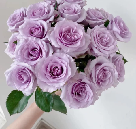 紫色玫瑰花鲜花云南直发直批基地斗南花市真花...