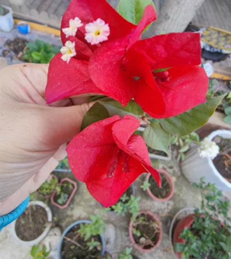 大红，一棵3米多高藤状高飘枝90块，一棵1...