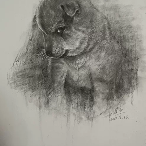 素描小狗,发布作品均为写生作品,不会出现重...