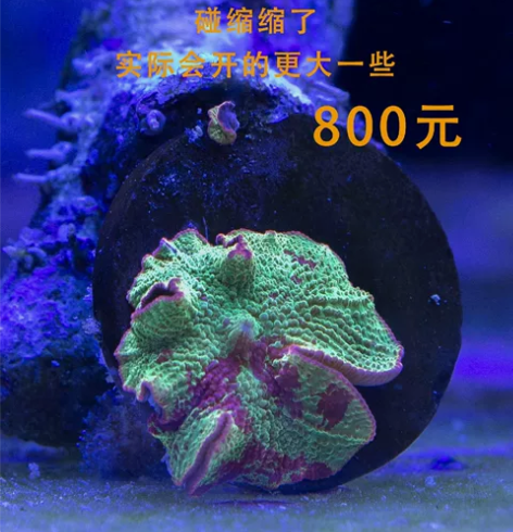 调色盘，皮革珊瑚，红单包，糖果脑，龟背脑，...