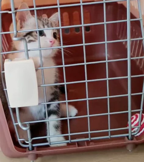 起司猫 美短加白 美短起司 幼猫 美短猫 ...