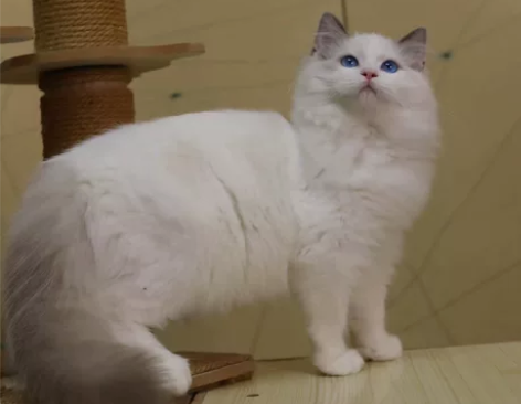 蓝双布偶妹妹 本猫毛量超大 脸蛋颜值都很漂...