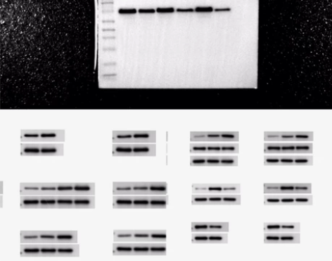 wb/western blot/免疫印迹/...