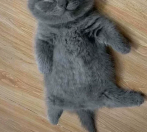 自家繁育英短蓝猫两个多月，会吃猫粮了，健康...