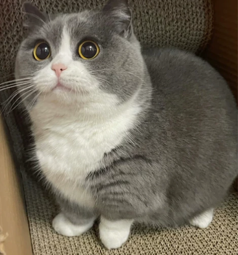 急！！！标价就是卖价！蓝白800一只   ...