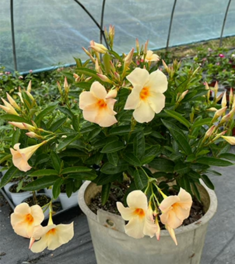 杏飘 杏色飘香藤 12厘米盆,大部分带花苞...