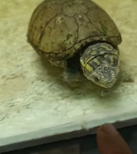 WC头盔公,品相如图,卡尺8.5,配不配不...