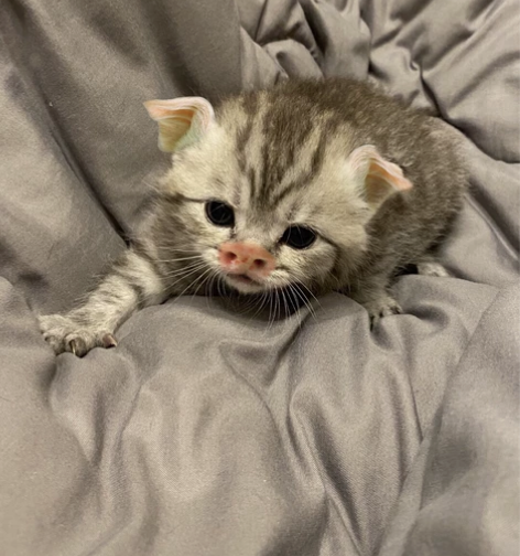 家里生的猪猫幼崽   家里养太多了，实在养...