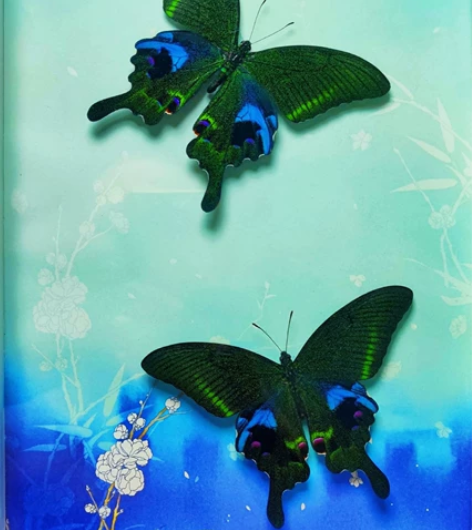 窄斑翠凤蝶标本家居相框装饰摆件，款式一《比...