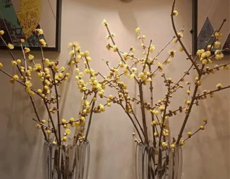 【正宗鄢陵腊梅】浓香型正宗腊梅干枝花枝鲜切...