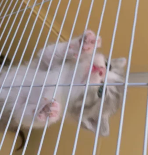 还差两天满月的崽崽，已经会吃泡软的猫粮，也...