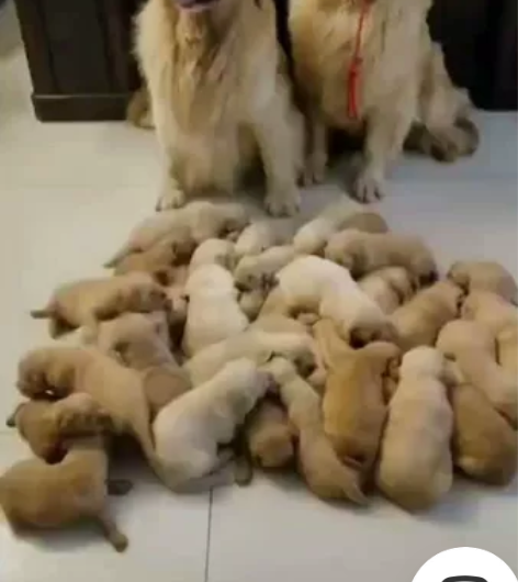 狗狗城自提!急出!自家繁育纯种金毛,金毛小...