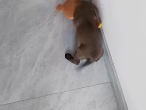 经典动力黄马犬，一个半月的小母马犬，打了一...