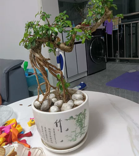提根飘枝小老桩，大长飘枝，伸得長吃得远之象...