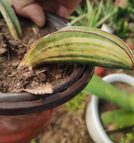 包邮泰系虎皮兰，输入种棒球杆锦，拉丝散斑极...