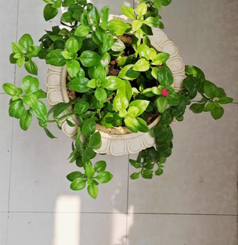 牡丹吊兰含欧式花盆 花盆10寸，高度37c...