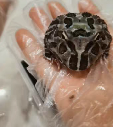 自养角蛙一只-蓝变紫藤  变异基因 大个体...