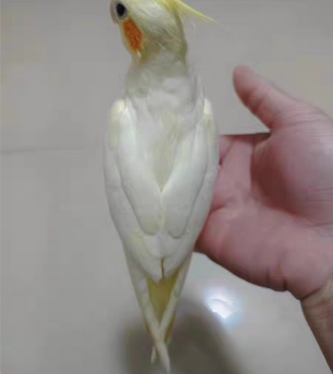 玄凤鹦鹉 不是黄化价格私聊  喜欢的私聊 ...
