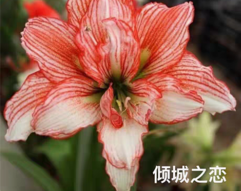 朱顶红一一一倾城之恋 记录欣赏贴  尺寸:...