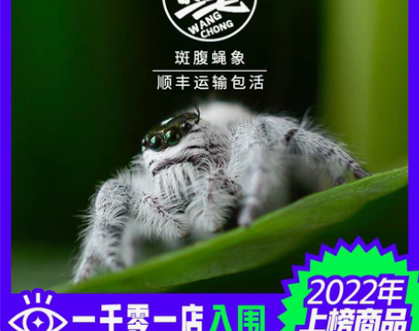 包邮跳蛛宠物小蜘蛛斑腹蝇象跳蛛桌面卢卡斯寝...