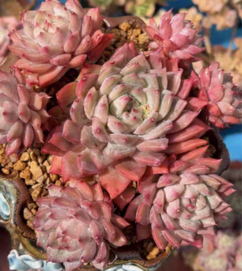 包邮TP 多肉植物 一物一拍 可挑选 感兴...