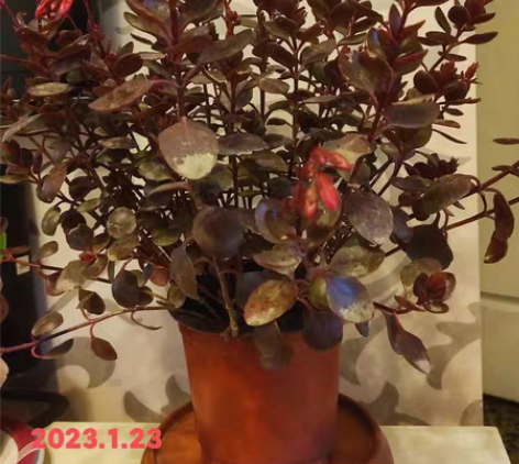 长寿花小宫灯，非常茂盛的一大盆，自己繁殖阳...