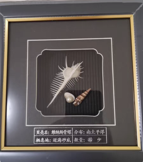 贝壳工艺品：贝壳装饰画，维纳斯骨螺，分布在...