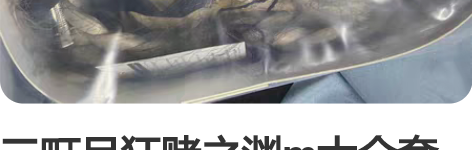 三町目狂赌之渊m大全套 衬衫裙子外套 领结...