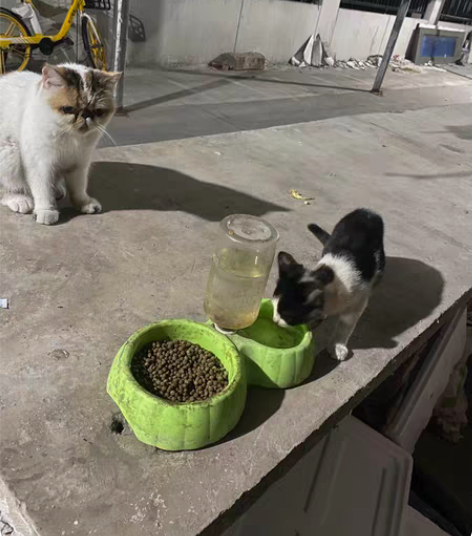 腾讯、爱奇艺、优酷vip月卡年卡欢迎询问价...