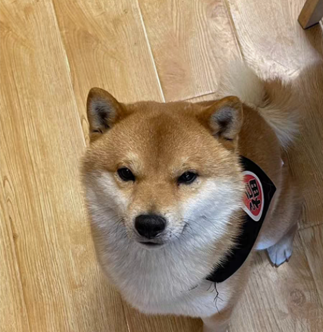 雅思听说读写辅导 大学QS：前50 教育#...