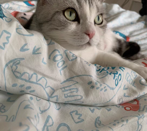 包邮移动端开发简历修改+面试辅导 北京邮电...