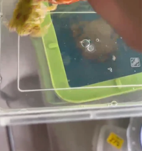 角蛙，出点新手蛙 感兴趣的话点“我想要”和...