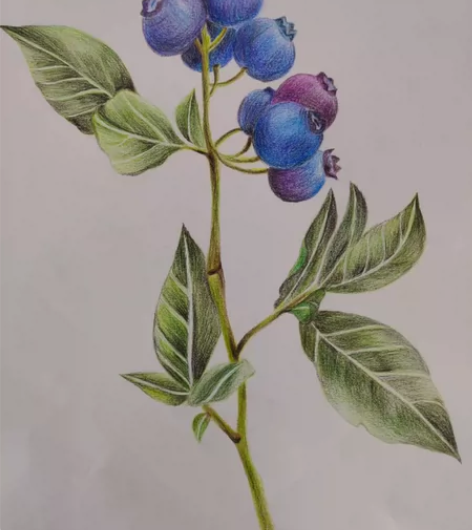 彩铅素描 学前专业作业纯手工纸张大小A3价...