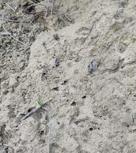 石器时代形成的螺类化石，各种形状的螺已经被...