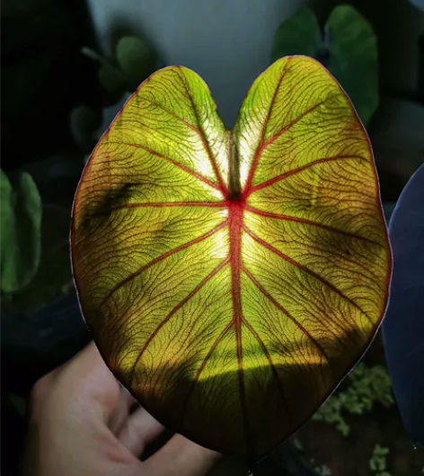 热带风暴芋 ColocasiaTropic...