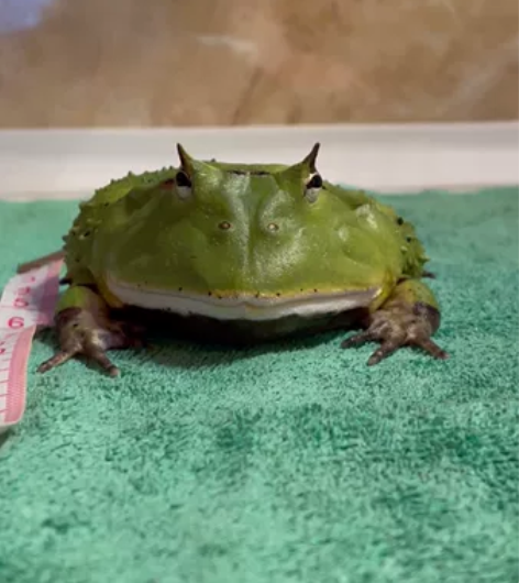 角蛙高角 绿霸王  （只发江浙沪地区，偏远...