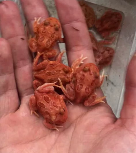火龙角蛙，标价就是卖价，喜欢可以直接拍，包...