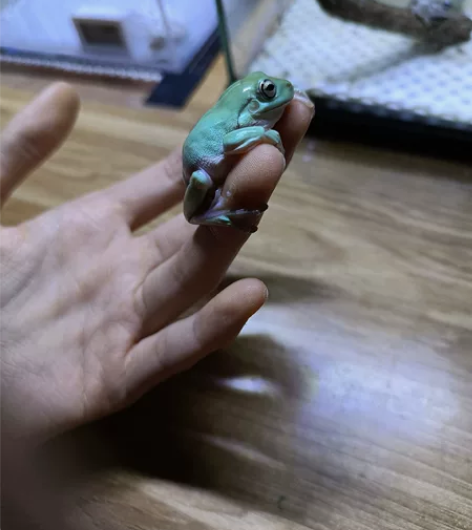 印尼绿姥爷树蛙 成体印尼绿老爷树蛙，姥爷5...