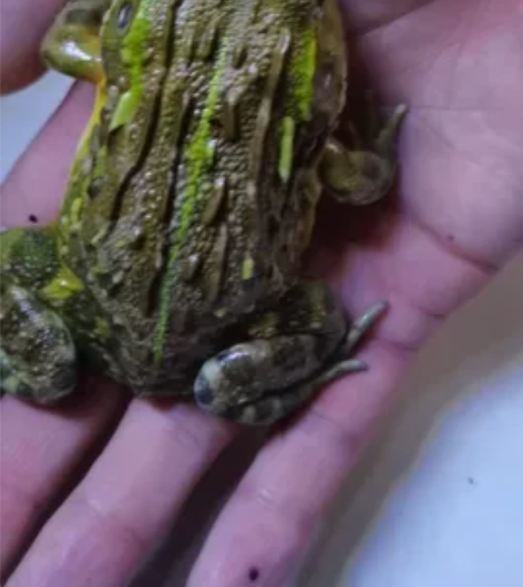 非洲牛蛙，8到9厘米，一物一图，标价为实物...